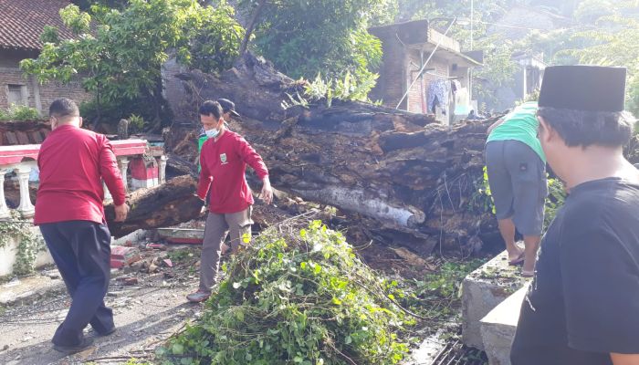 Pohon Roboh di dukuh Kemitir Kelurahan Bumirejo, Kebumen 01