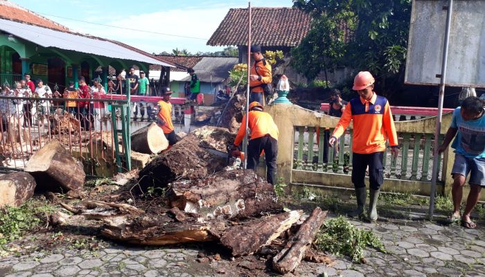 Pohon Roboh di dukuh Kemitir Kelurahan Bumirejo, Kebumen 02